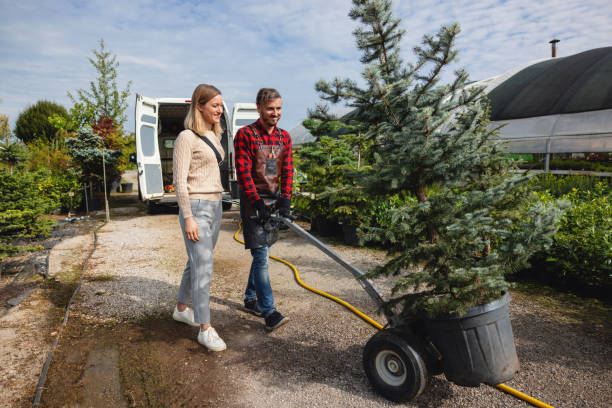 The Steps Involved in Our Tree Care Process in Woodridge, IL